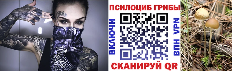 где можно купить   Лаишево  Псилоцибиновые грибы Magic Shrooms 
